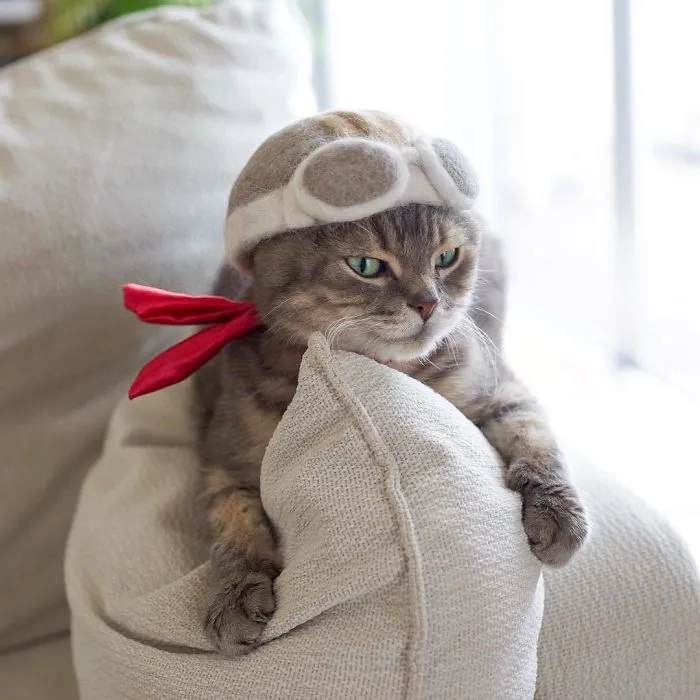 Estos gatos tienen una gran colección de gorritos hechos con el pelaje que sueltan