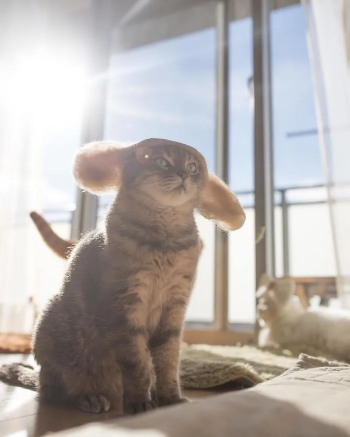 These Cats Have A Huge Collection Of Hats Made Out Of Their Shed Fur
