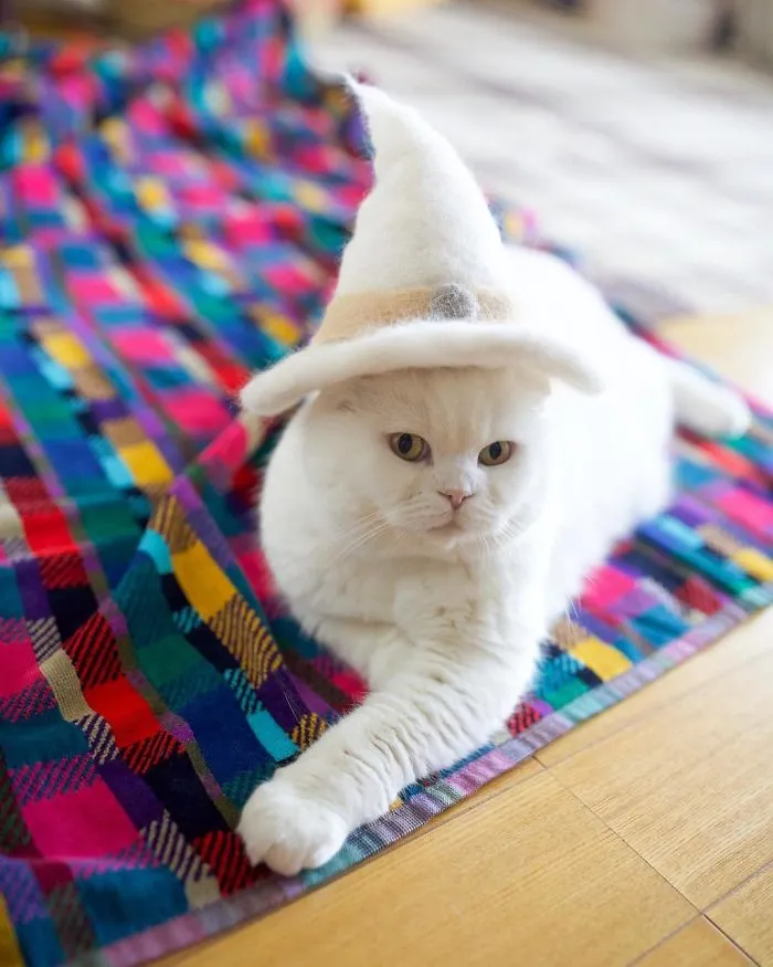 Estos gatos tienen una gran colección de gorritos hechos con el pelaje que sueltan