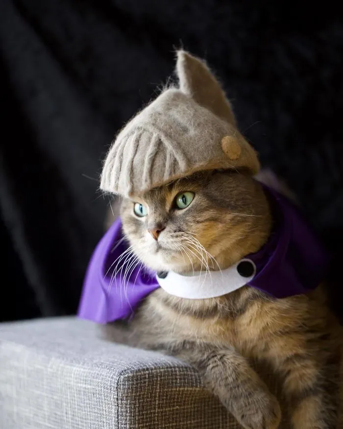 These Cats Have A Huge Collection Of Hats Made Out Of Their Shed Fur