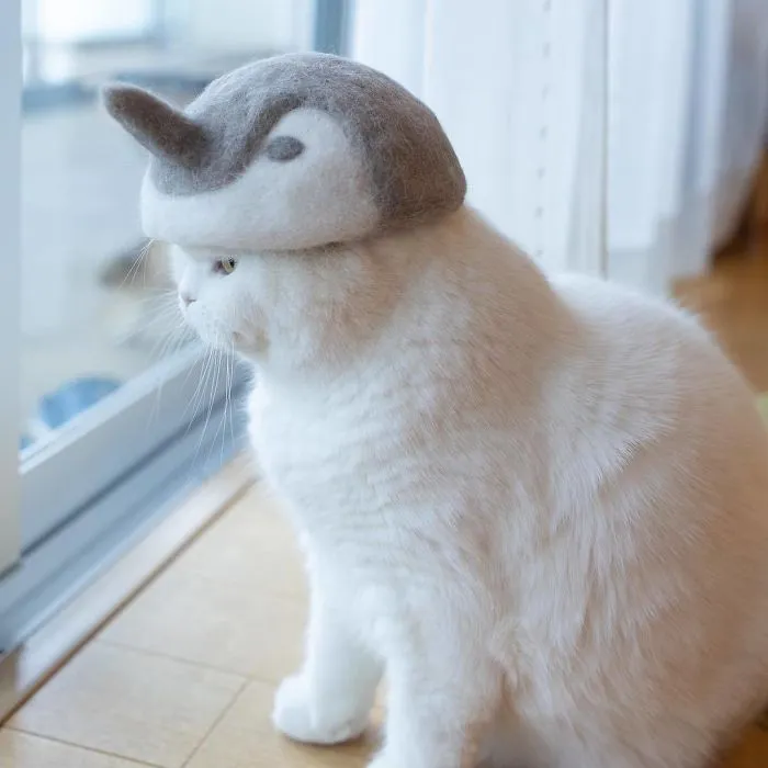 These Cats Have A Huge Collection Of Hats Made Out Of Their Shed Fur