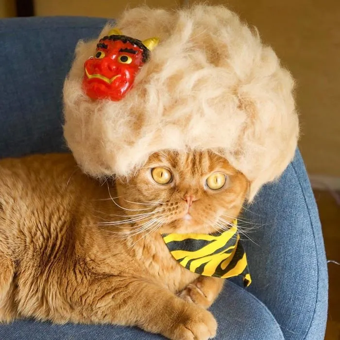 These Cats Have A Huge Collection Of Hats Made Out Of Their Shed Fur