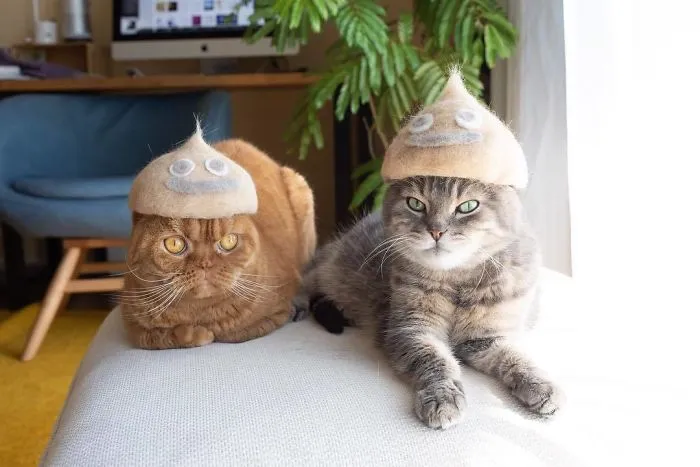 These Cats Have A Huge Collection Of Hats Made Out Of Their Shed Fur