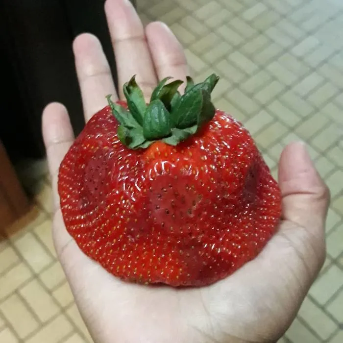 Parece un tipo de monstruo