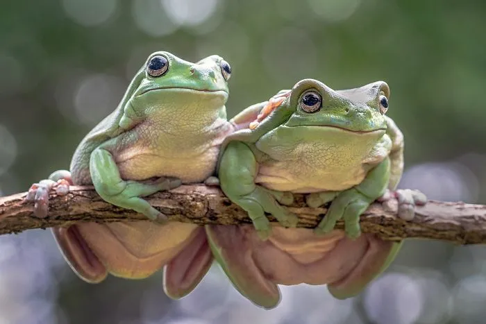 Couple