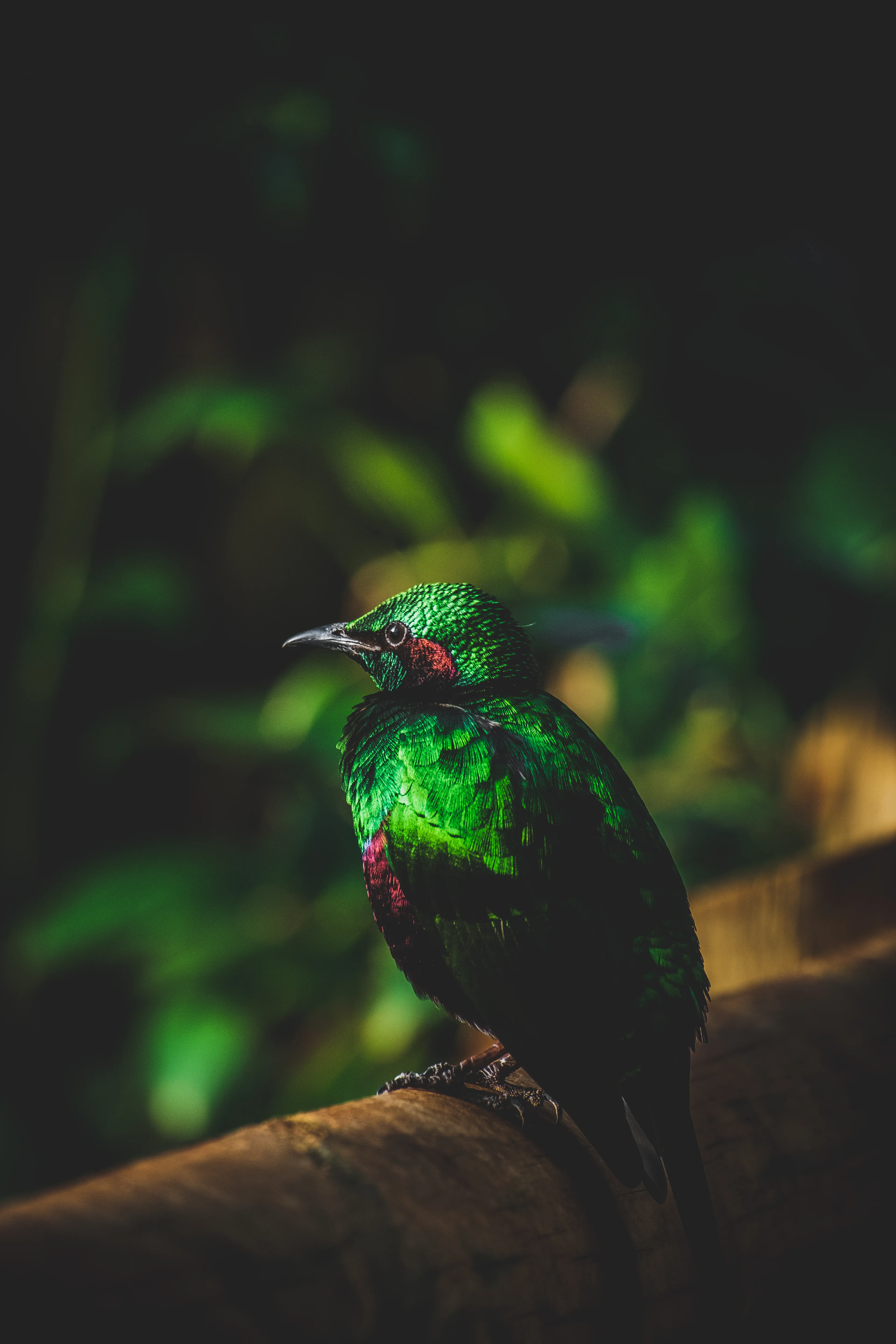 English Photographer Captures Incredible Images Of Wildlife Around The World