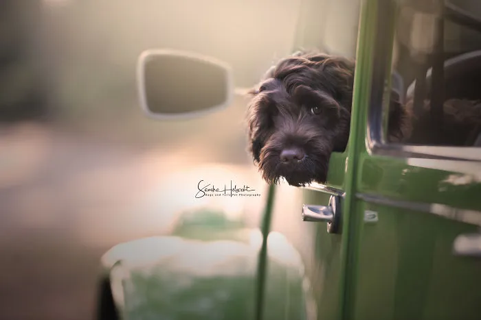Labradoodle Puppy  In His Owners 2cv