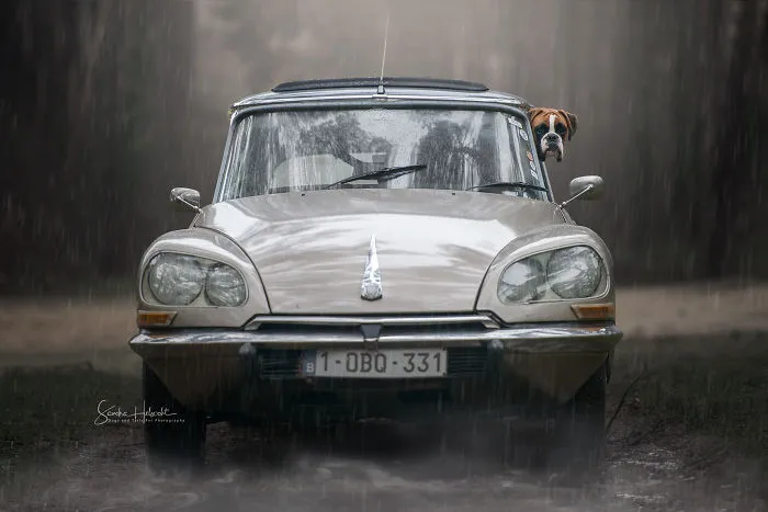 Watch Out! Boxer Behind The Wheel!