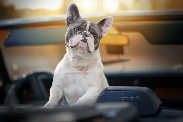 Have A Seat, I'll Drive!