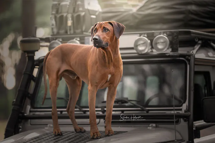 Rhodesian Ridgeback Guarding His Owners Adventure Vehicle