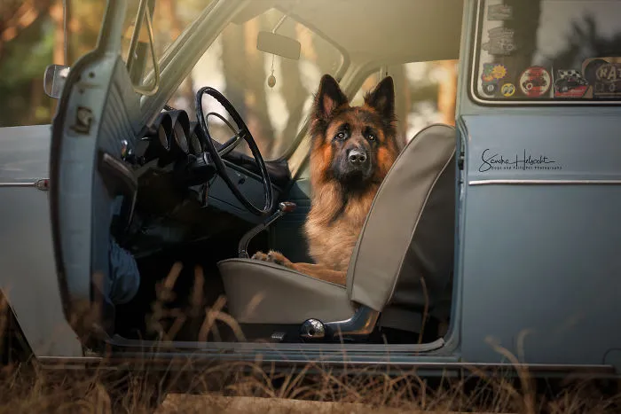 German Shepherd  In His Vw Classic