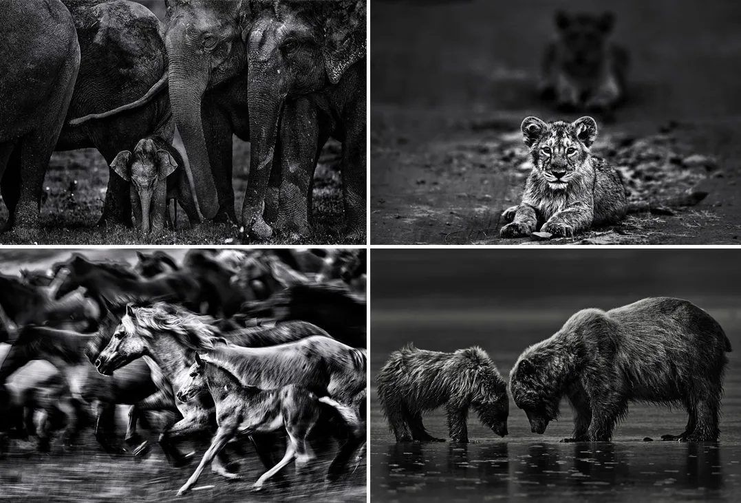 A New Life Begins | Black And White Animal Pictures