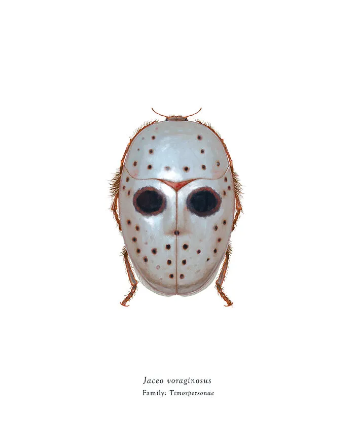 Jaceo Voraginosus