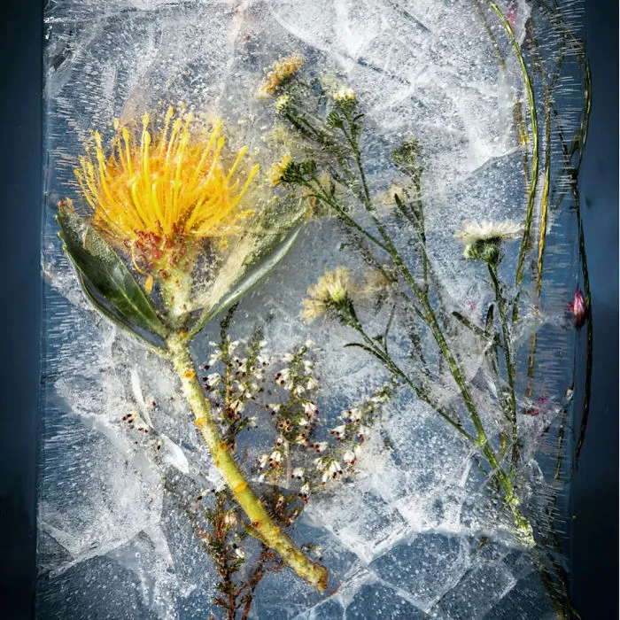 30 Pics Of Flowers That We Captured Encased In Ice (New Pics)