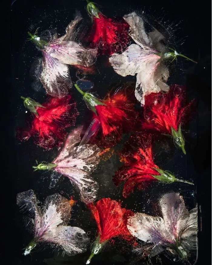 30 Pics Of Flowers That We Captured Encased In Ice (New Pics)