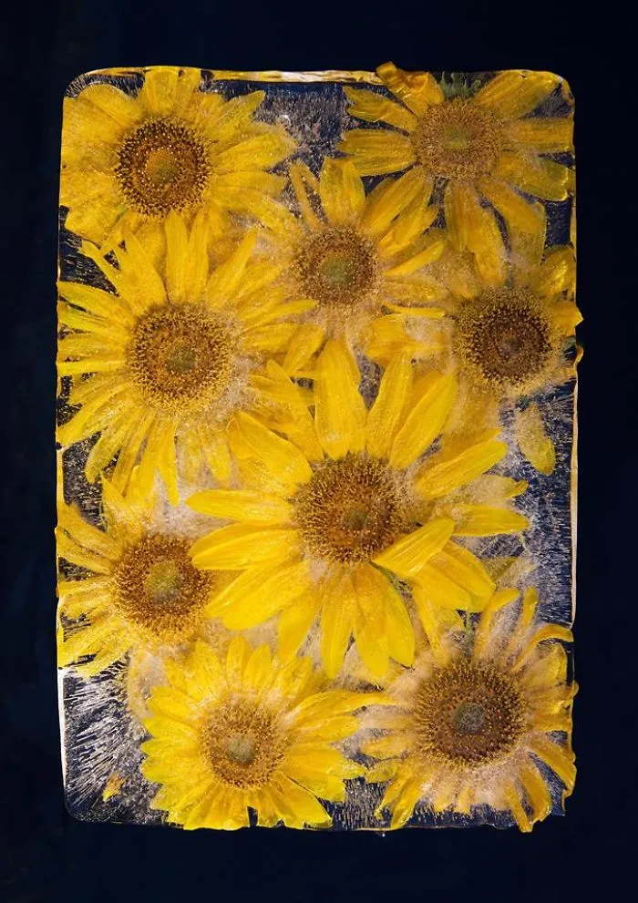 30 Pics Of Flowers That We Captured Encased In Ice (New Pics)