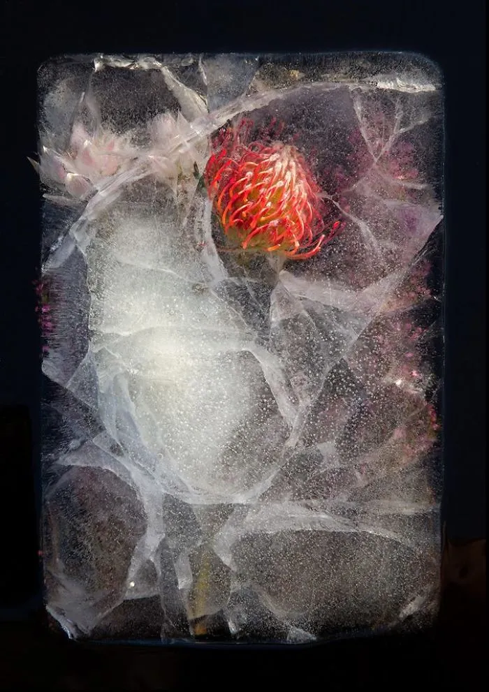 30 Pics Of Flowers That We Captured Encased In Ice (New Pics)