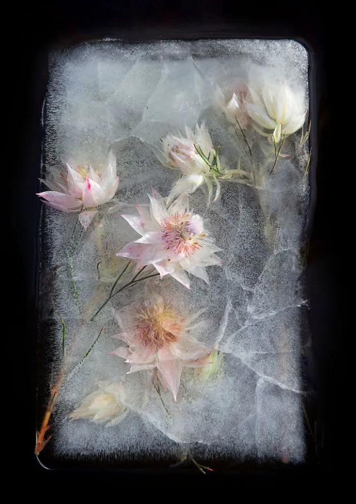 30 Pics Of Flowers That We Captured Encased In Ice (New Pics)