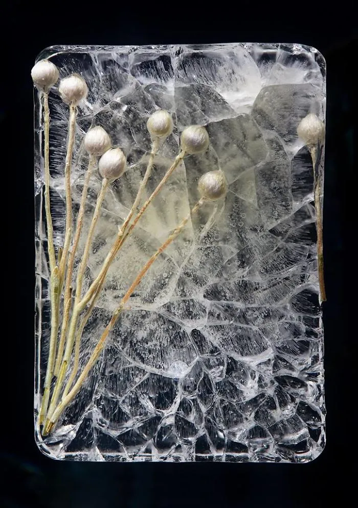 30 Pics Of Flowers That We Captured Encased In Ice (New Pics)