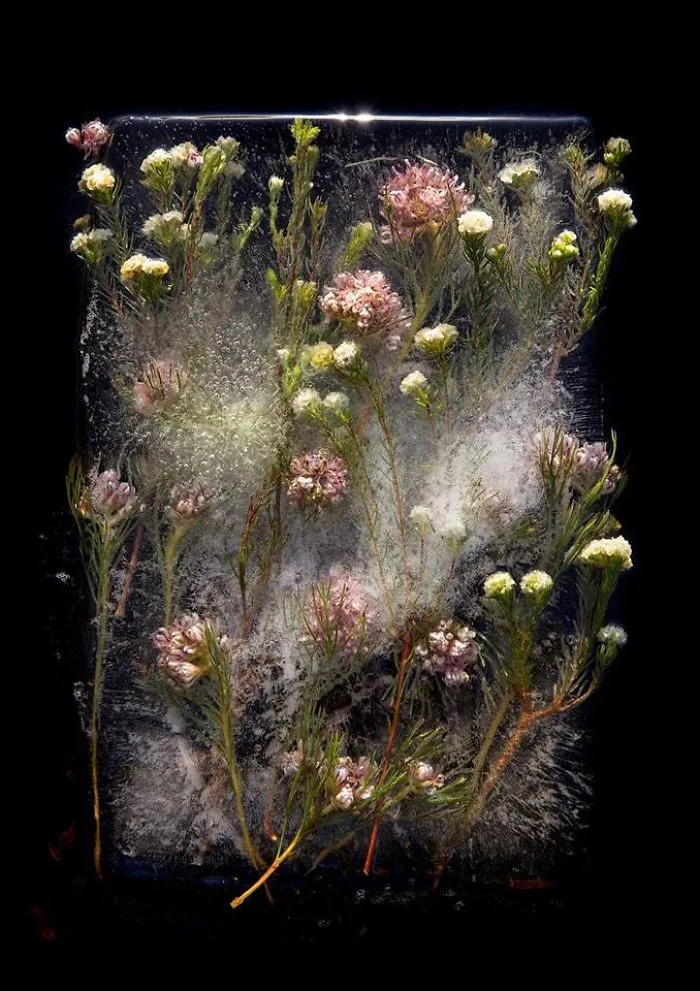 30 Pics Of Flowers That We Captured Encased In Ice (New Pics)