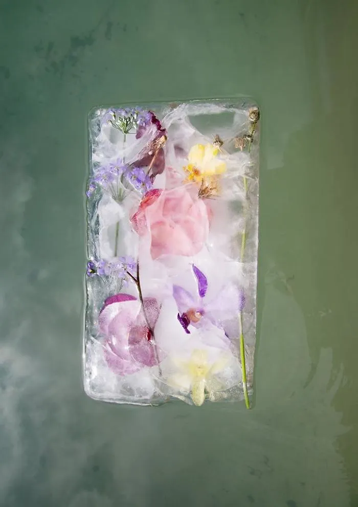 30 Pics Of Flowers That We Captured Encased In Ice (New Pics)