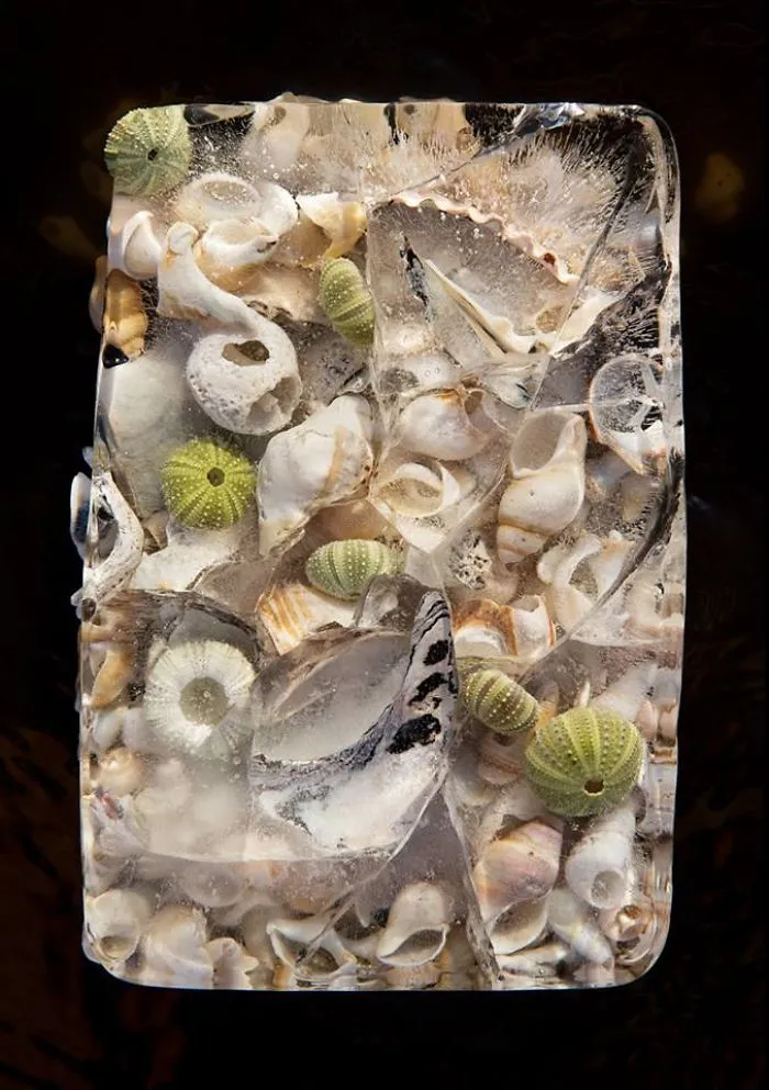 30 Pics Of Flowers That We Captured Encased In Ice (New Pics)