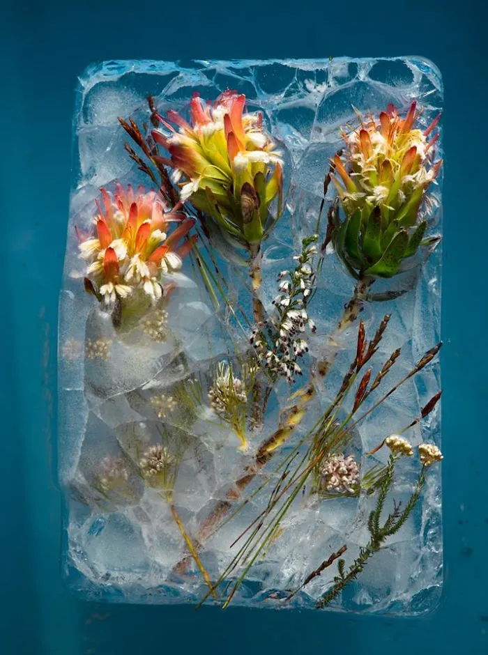 30 Pics Of Flowers That We Captured Encased In Ice (New Pics)