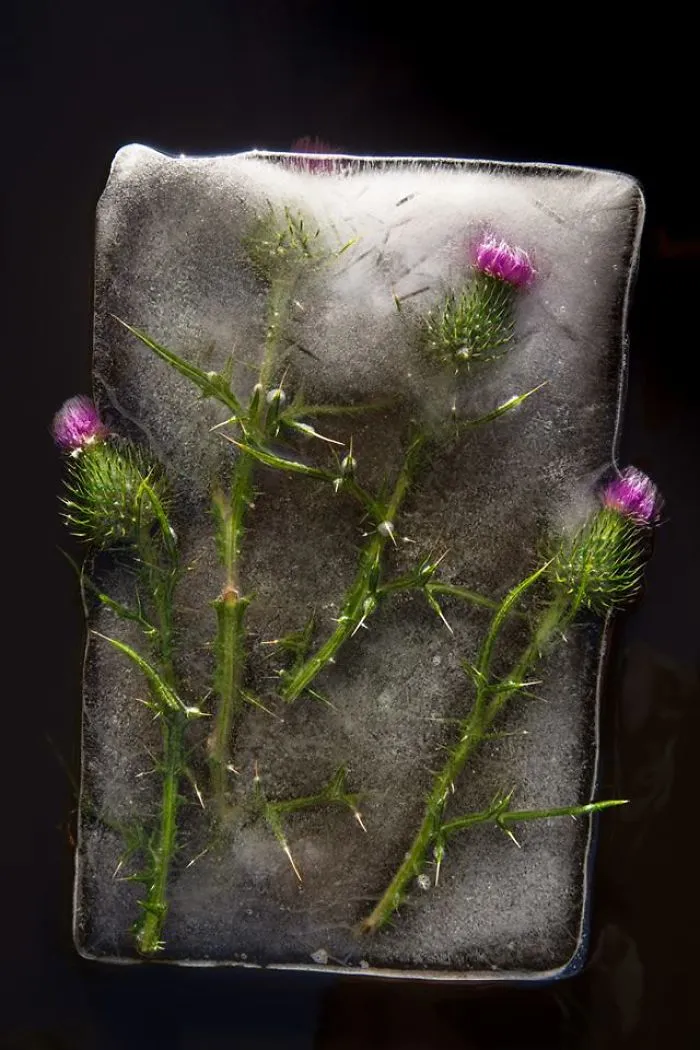 30 Pics Of Flowers That We Captured Encased In Ice (New Pics)