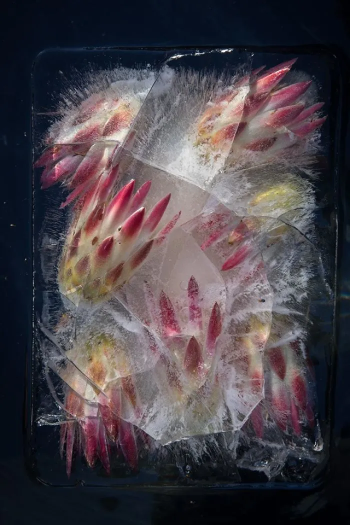 30 Pics Of Flowers That We Captured Encased In Ice (New Pics)
