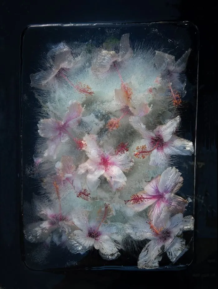 30 Pics Of Flowers That We Captured Encased In Ice (New Pics)