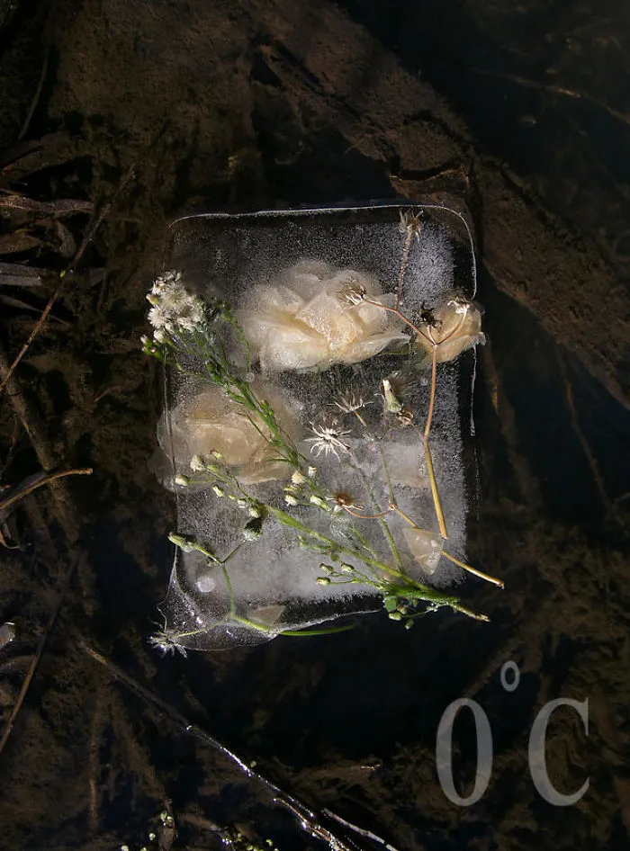 30 Pics Of Flowers That We Captured Encased In Ice (New Pics)