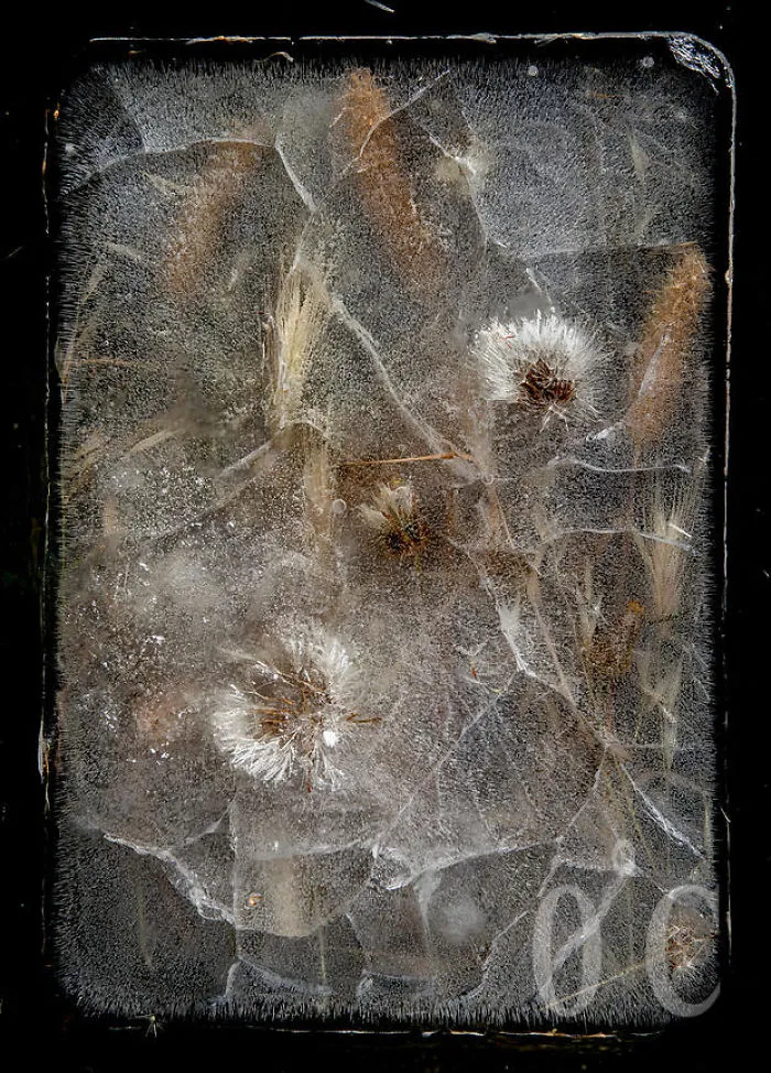 30 Pics Of Flowers That We Captured Encased In Ice (New Pics)