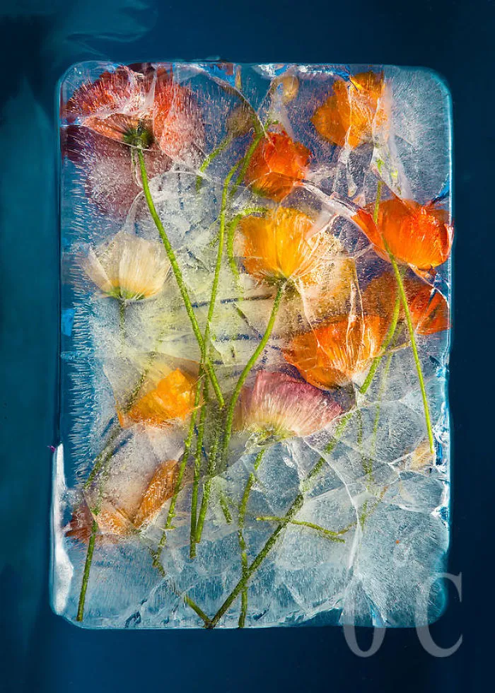 30 Pics Of Flowers That We Captured Encased In Ice (New Pics)
