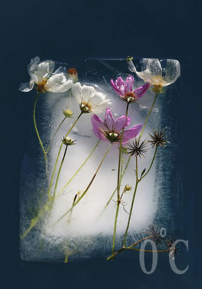 30 Pics Of Flowers That We Captured Encased In Ice (New Pics)