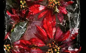 30 Pics Of Flowers That We Captured Encased In Ice (New Pics)