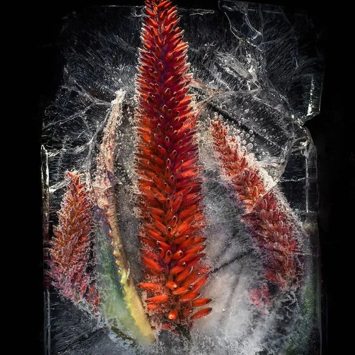 30 Pics Of Flowers That We Captured Encased In Ice (New Pics)