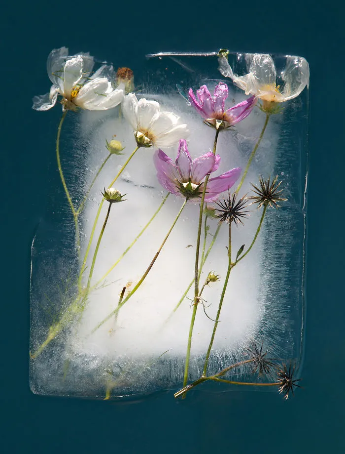30 Pics Of Flowers That We Captured Encased In Ice (New Pics)