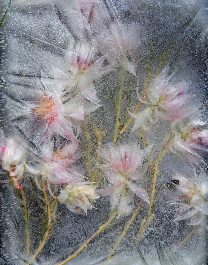 30 Pics Of Flowers That We Captured Encased In Ice (New Pics)