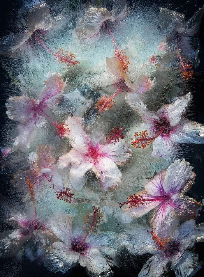 30 Pics Of Flowers That We Captured Encased In Ice (New Pics)