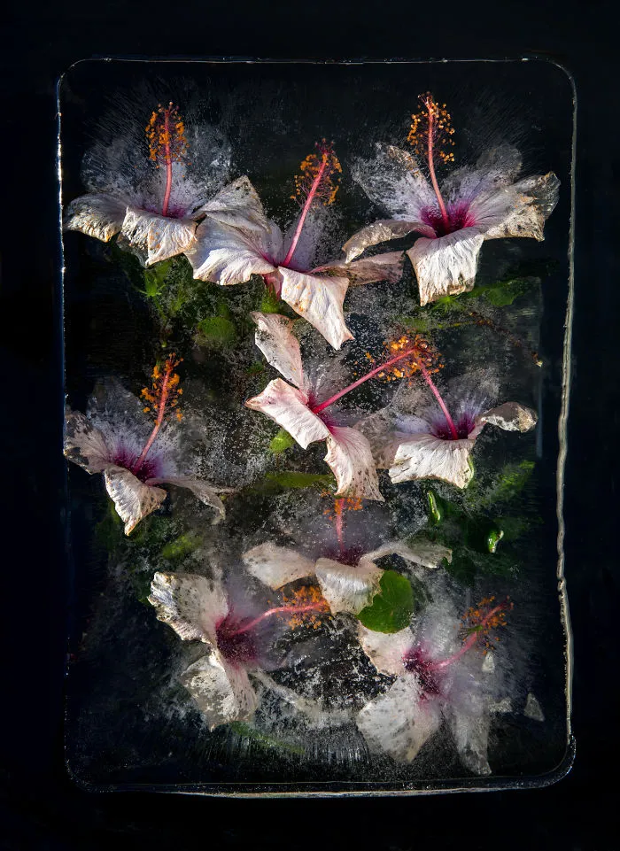 30 Pics Of Flowers That We Captured Encased In Ice (New Pics)