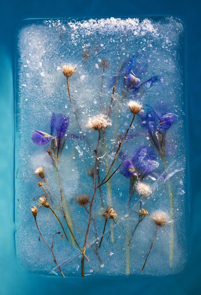 30 Pics Of Flowers That We Captured Encased In Ice (New Pics)