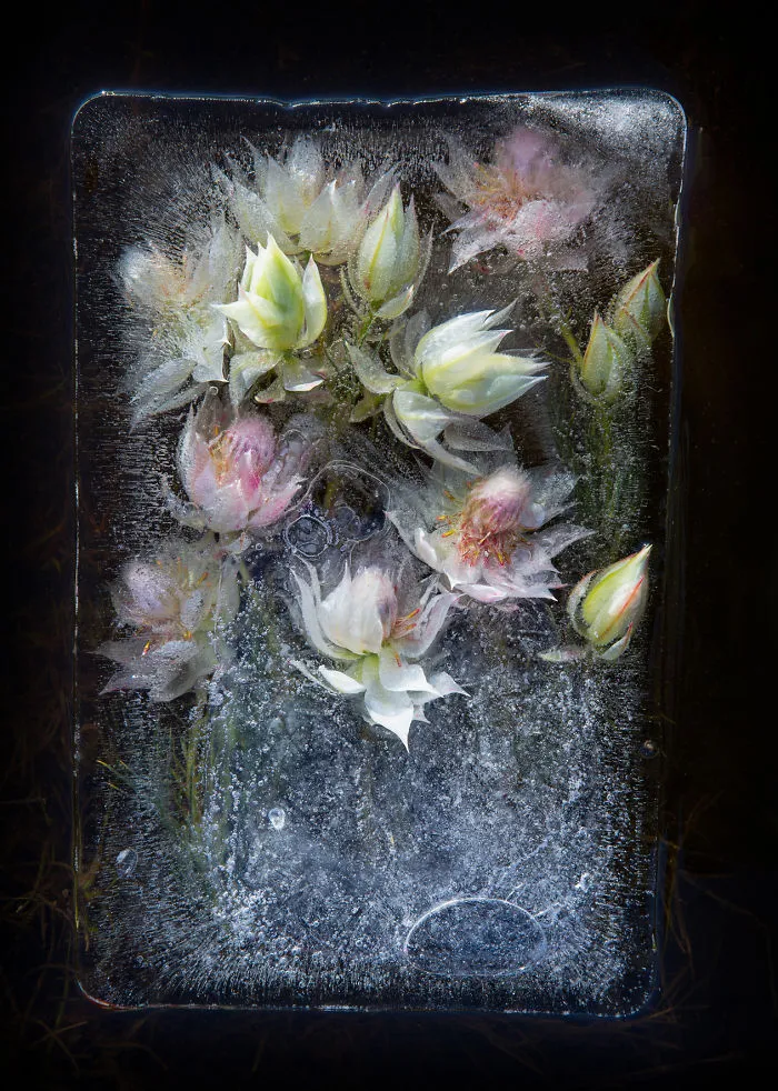 30 Pics Of Flowers That We Captured Encased In Ice (New Pics)