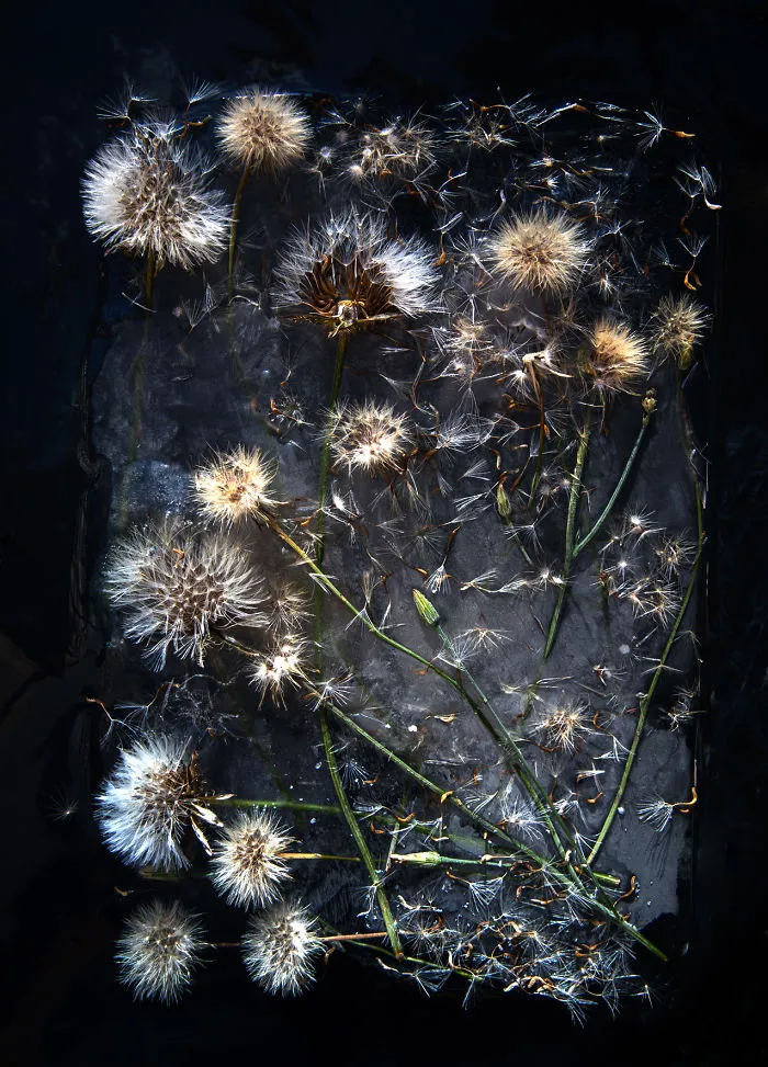 30 Pics Of Flowers That We Captured Encased In Ice (New Pics)