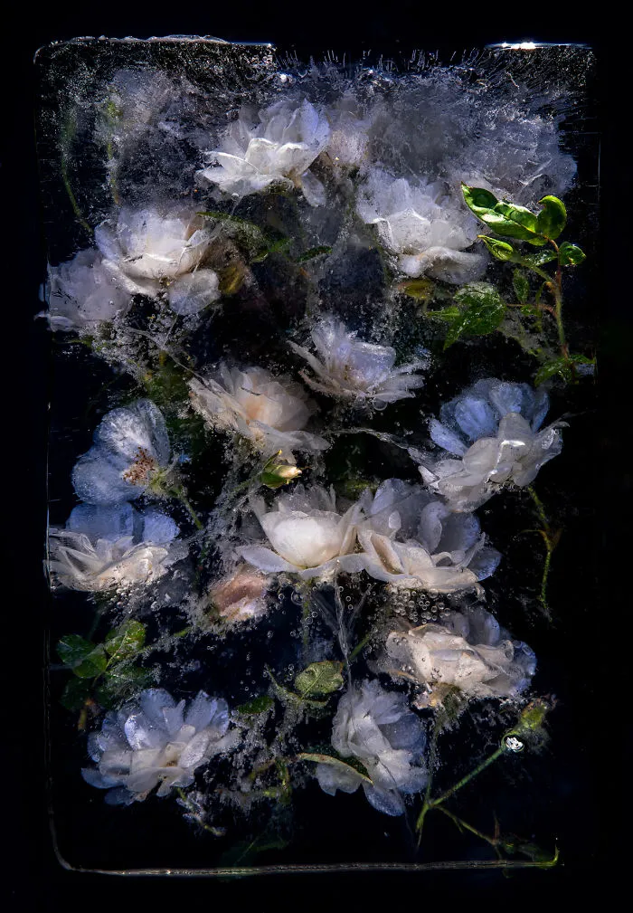 30 Pics Of Flowers That We Captured Encased In Ice (New Pics)