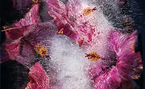 30 Pics Of Flowers That We Captured Encased In Ice (New Pics)