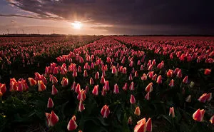 I Am Moving Out Of The Netherlands After 3 Years, So I Present A Collection Of My Favorite Photos Of This Place