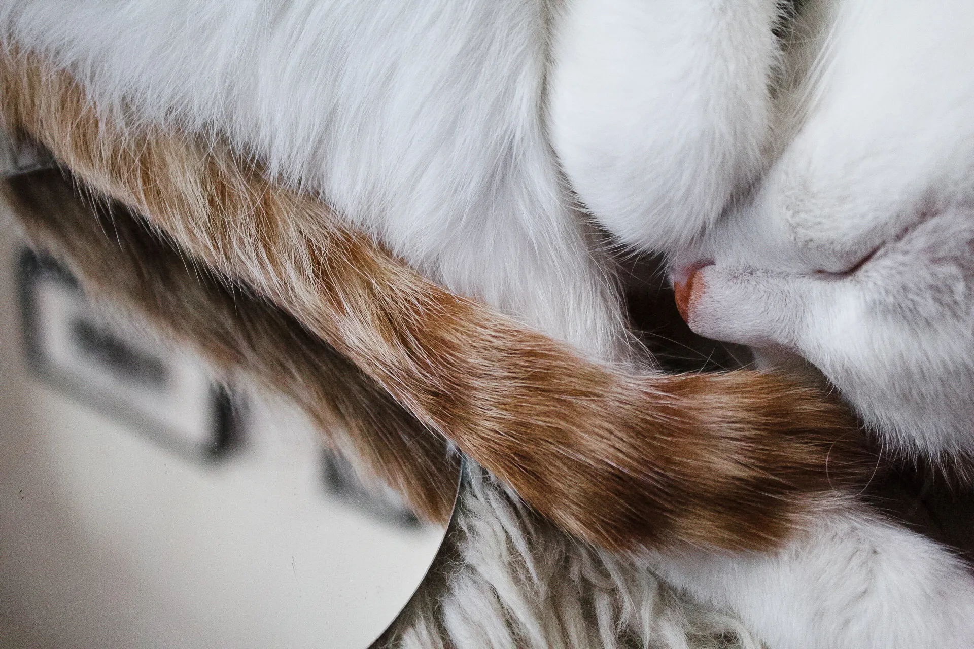 Mirror, Mirror On The Wall Who Is The Fairest Cat One Of All ?!