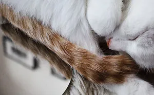 Mirror, Mirror On The Wall Who Is The Fairest Cat One Of All ?!