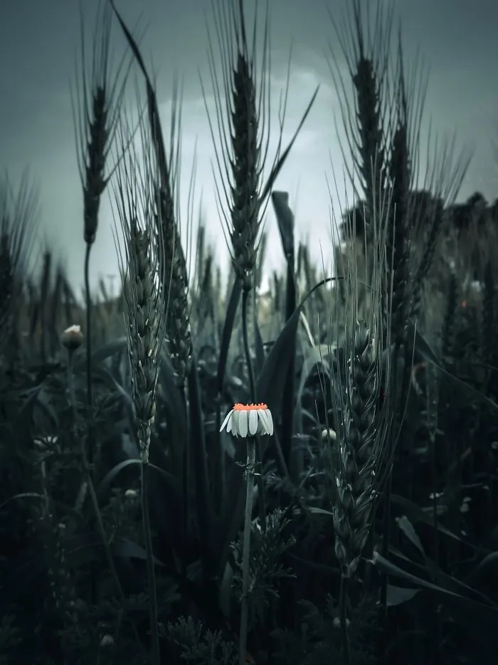 A Lone Daisy