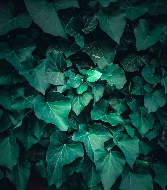 50 Shades Of Green